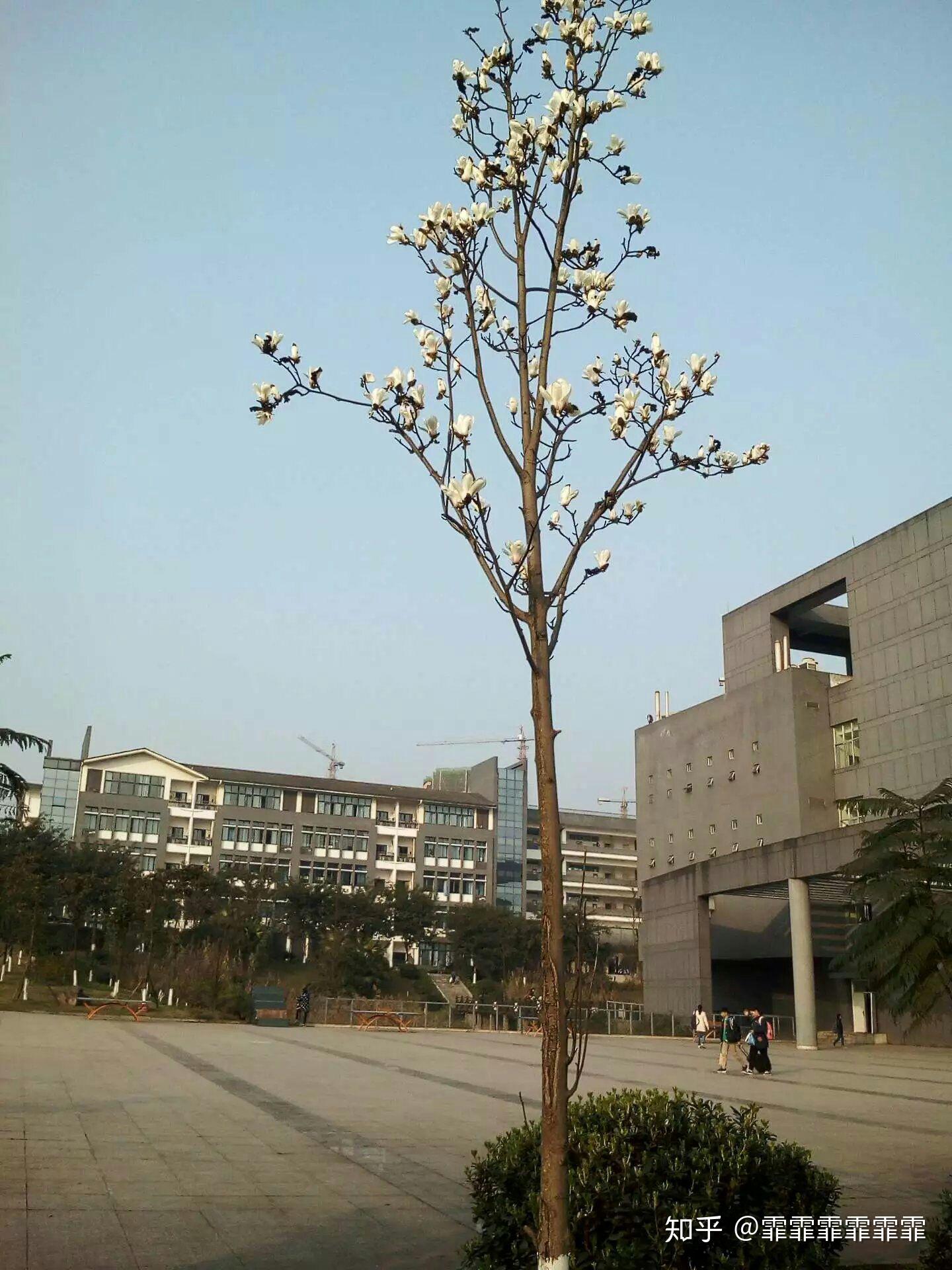 最新:哈登泸州老窖天府中学(泸州老窖天府中学附属长江学校官网) 最新:哈登泸州老窖天府中学(泸州老窖天府中学附属长江学校官网)
